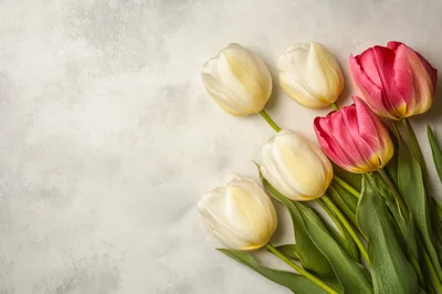 White and Pink Tulips on Textured Background