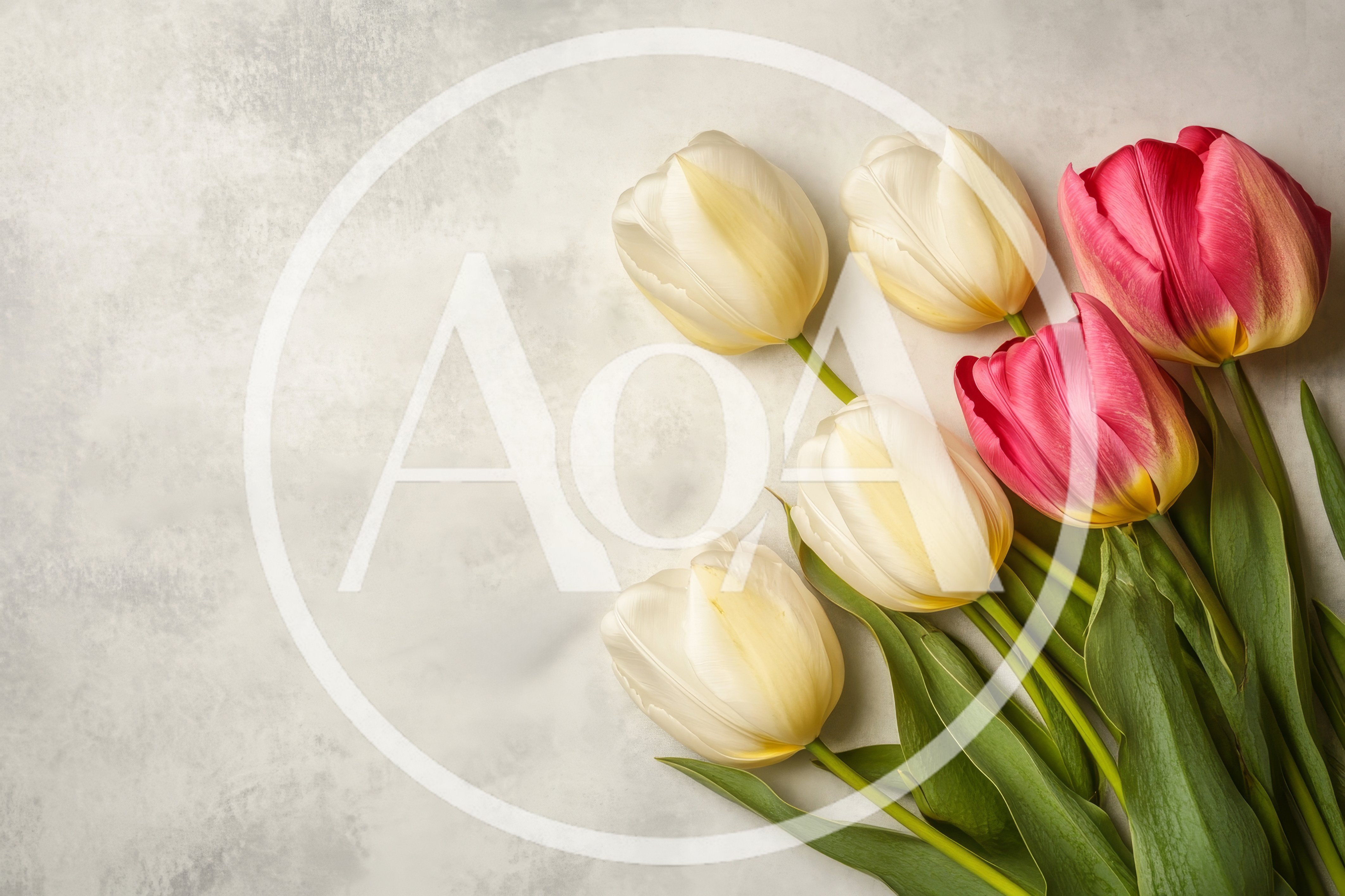 White and Pink Tulips on Textured Background