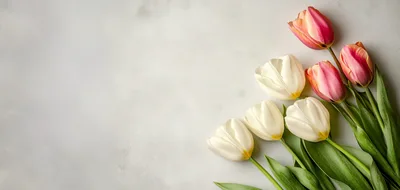 White And Pink Tulips On A Light Background