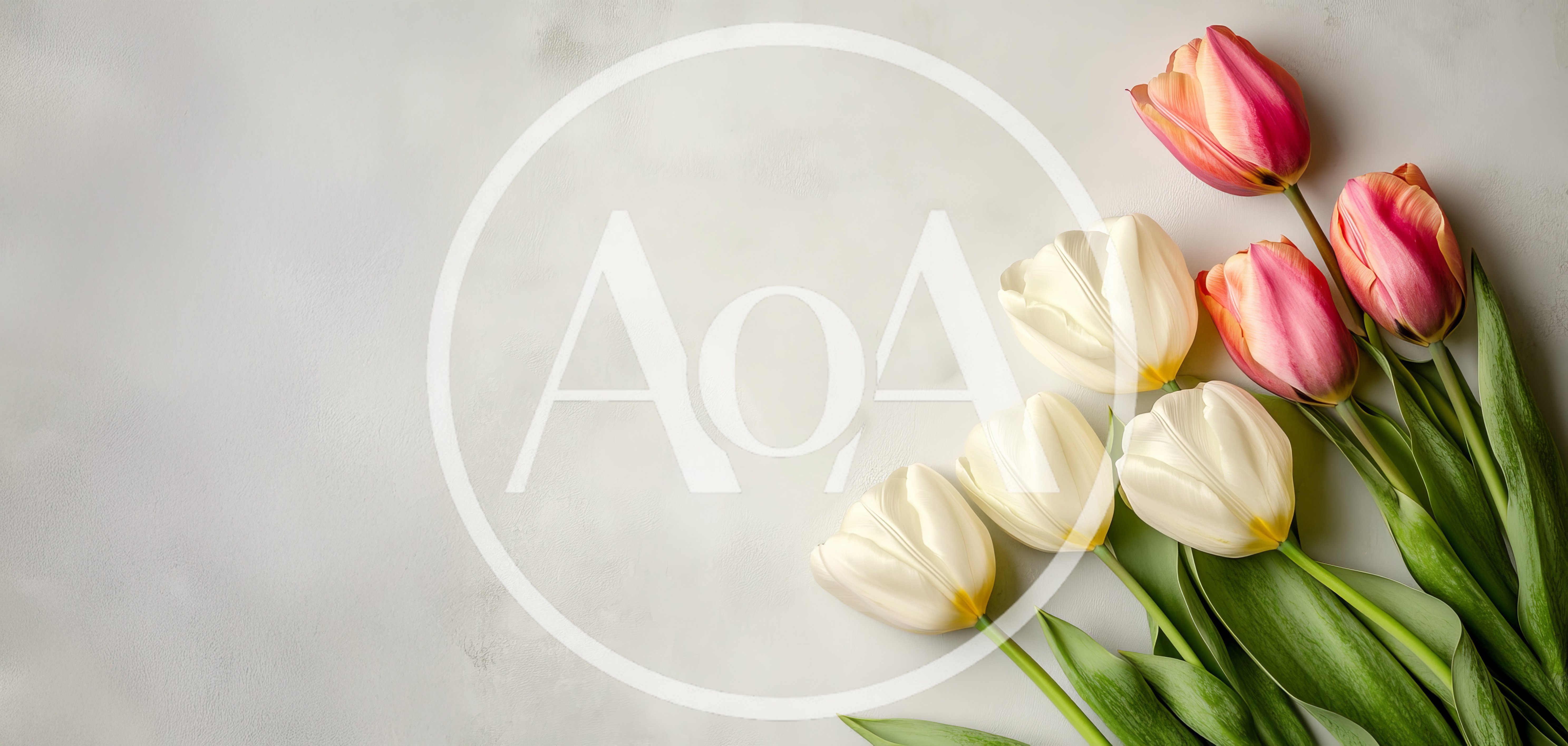 White And Pink Tulips On A Light Background