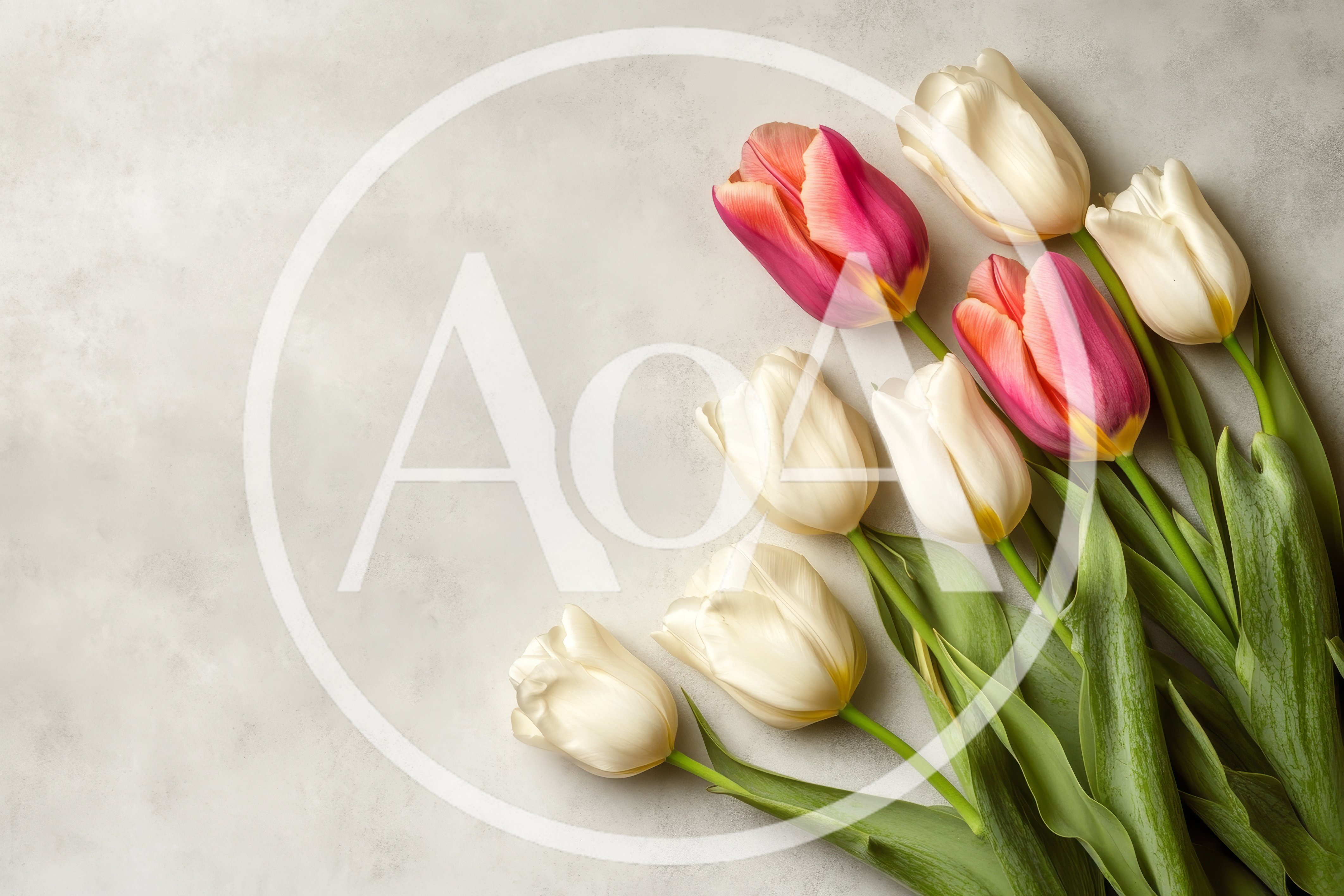 Fresh White and Pink Tulips on Grey Background