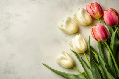 Bouquet of Fresh White and Pink Tulips