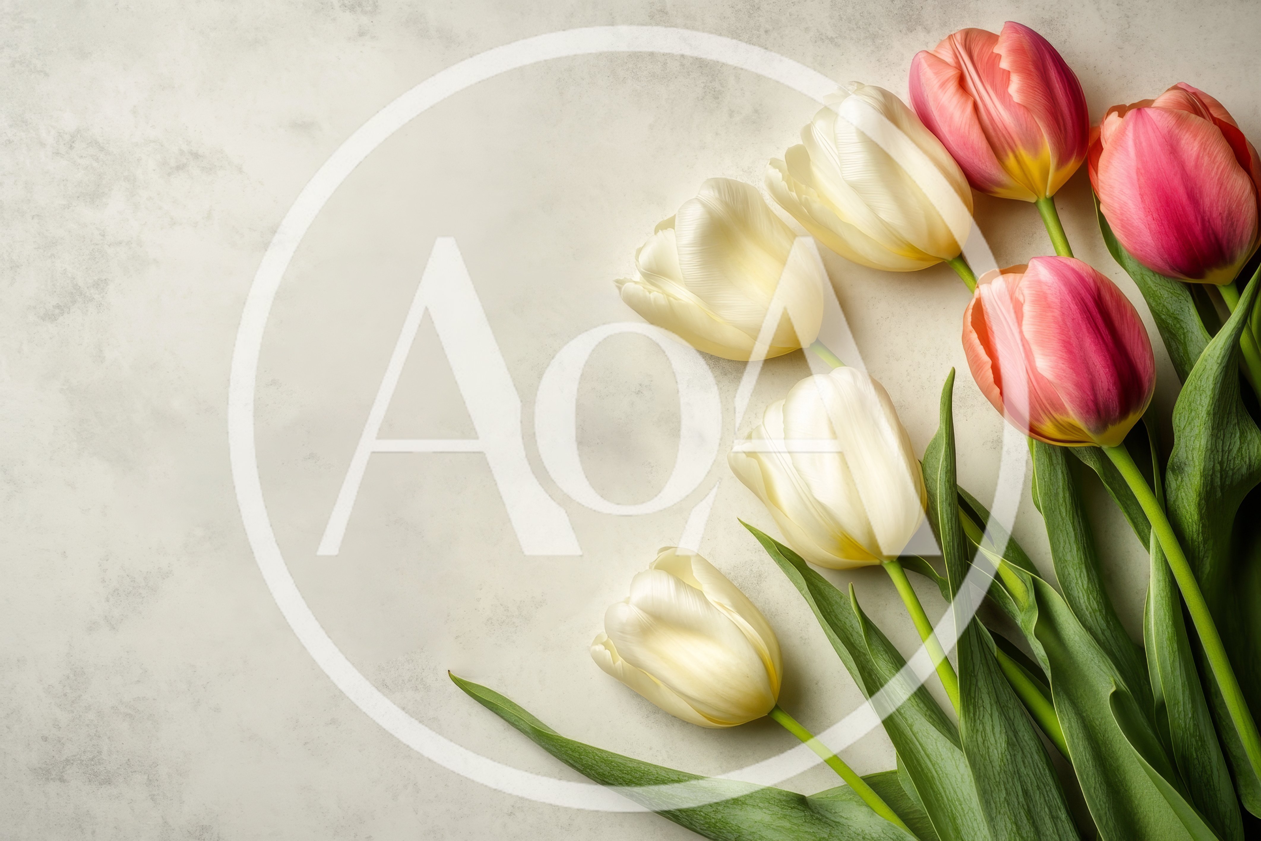 Bouquet of Fresh White and Pink Tulips