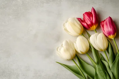 Bouquet of Fresh White and Pink Tulips