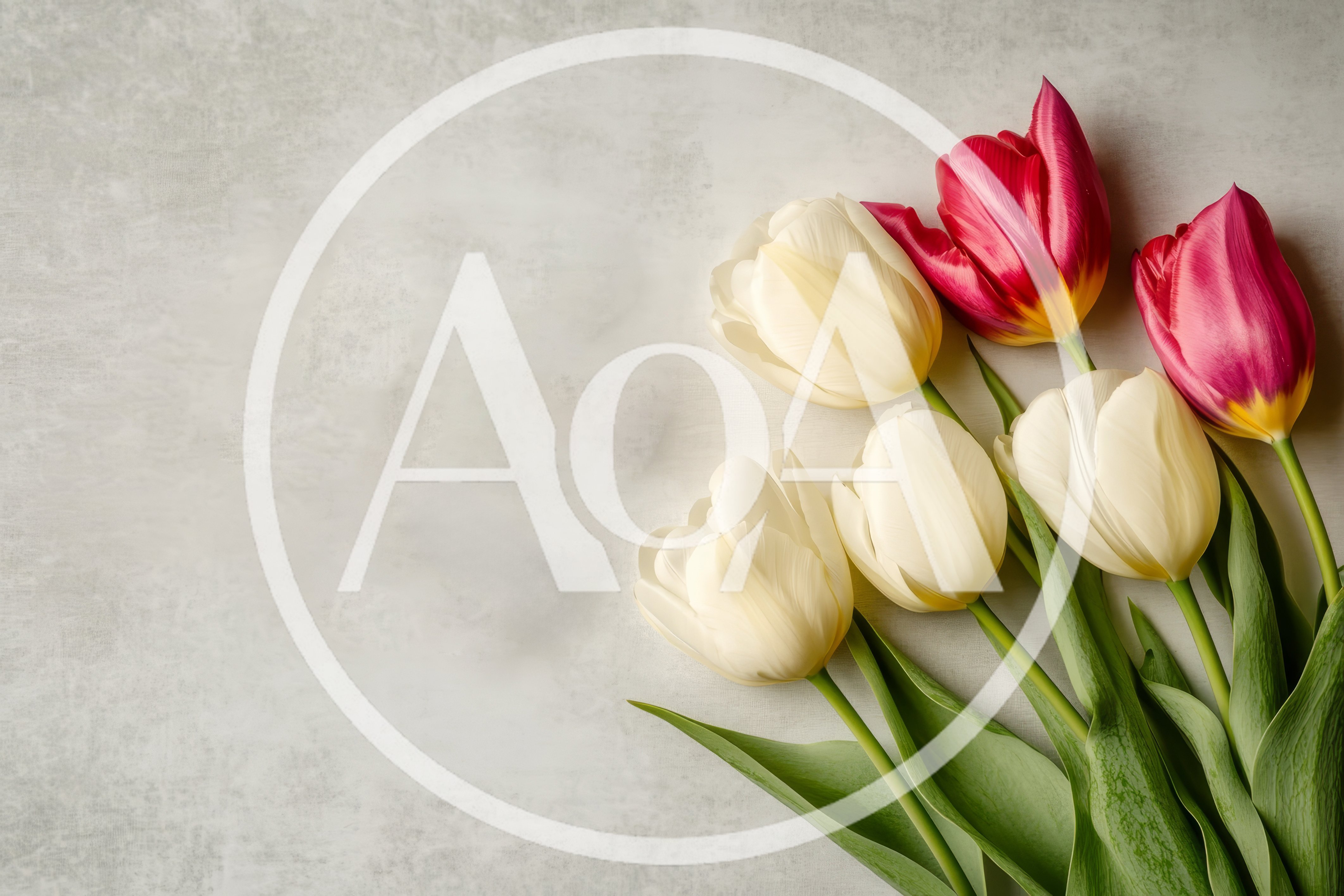 Bouquet of Fresh White and Pink Tulips