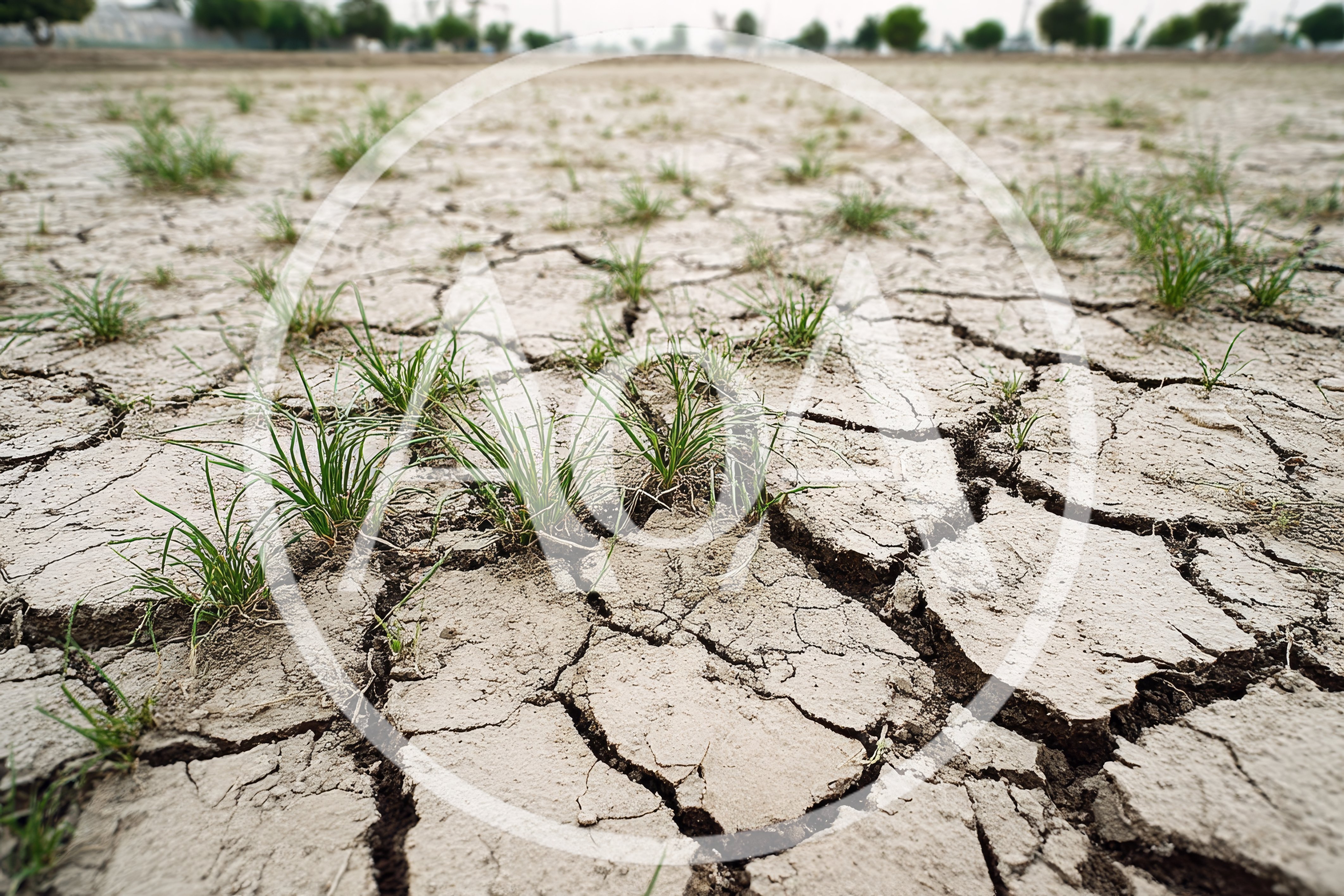 Dry Cracked Earth With Sparse Green Grass