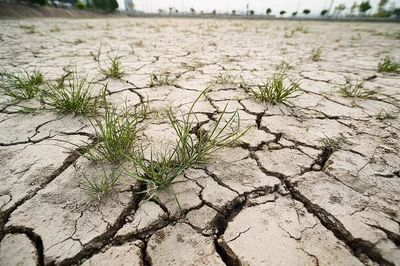 Dry Cracked Earth With Sparse Green Grass