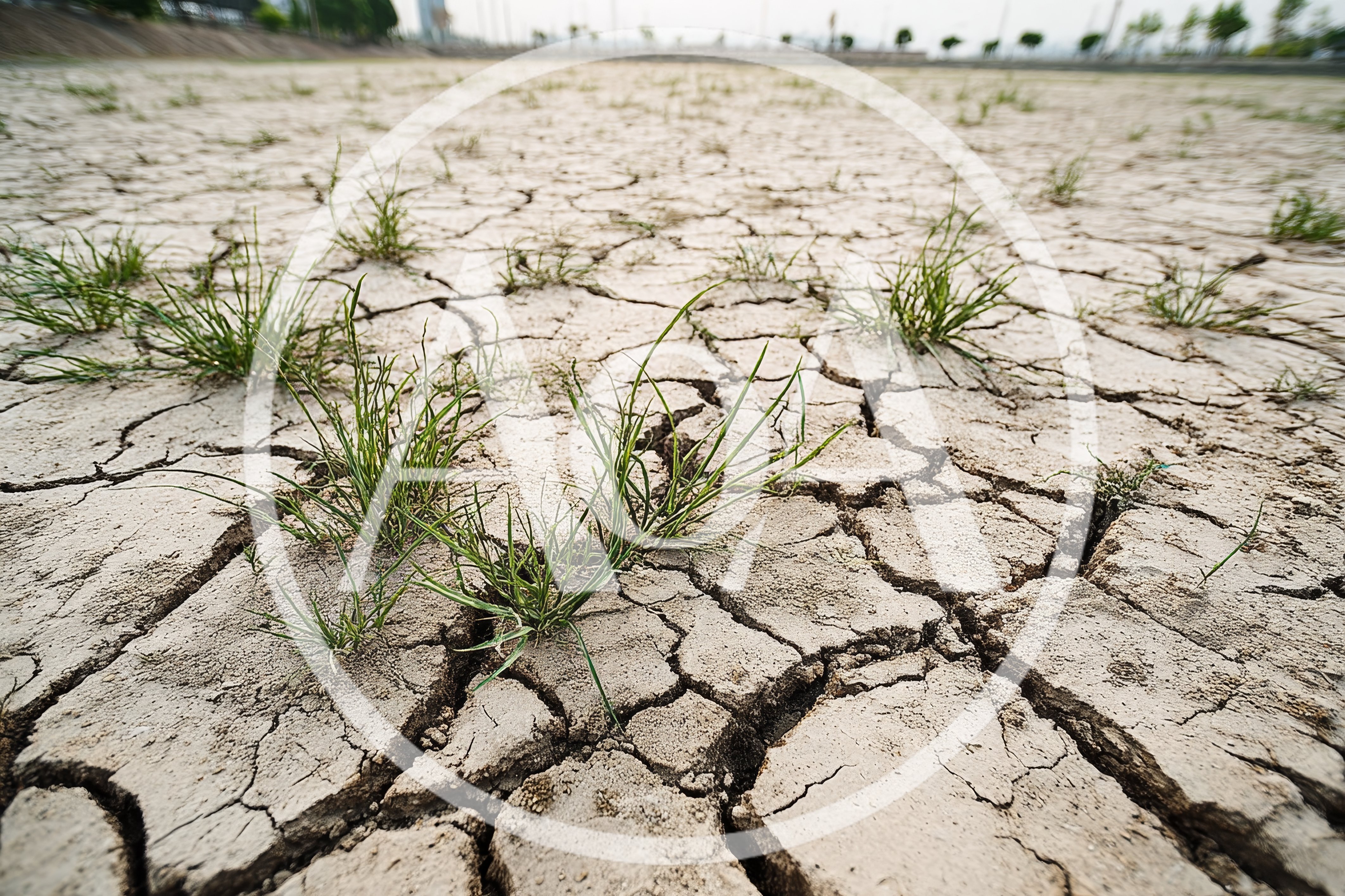 Dry Cracked Earth With Sparse Green Grass