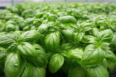 Fresh Green Basil Plants Growing In A Greenhouse