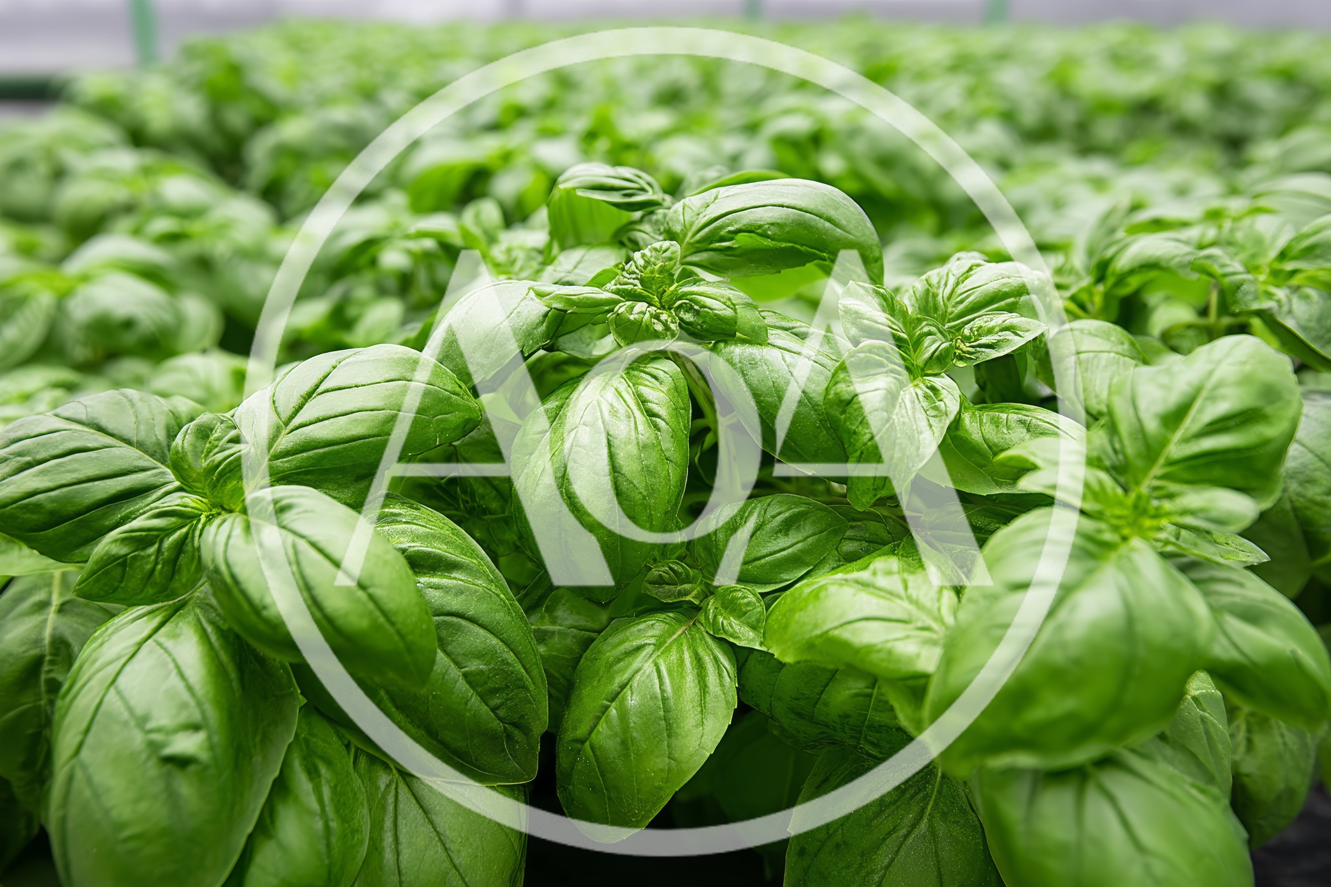 Fresh Green Basil Plants Growing In A Greenhouse