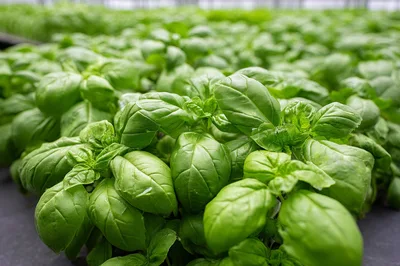 Fresh Green Basil Plants Growing In Greenhouse