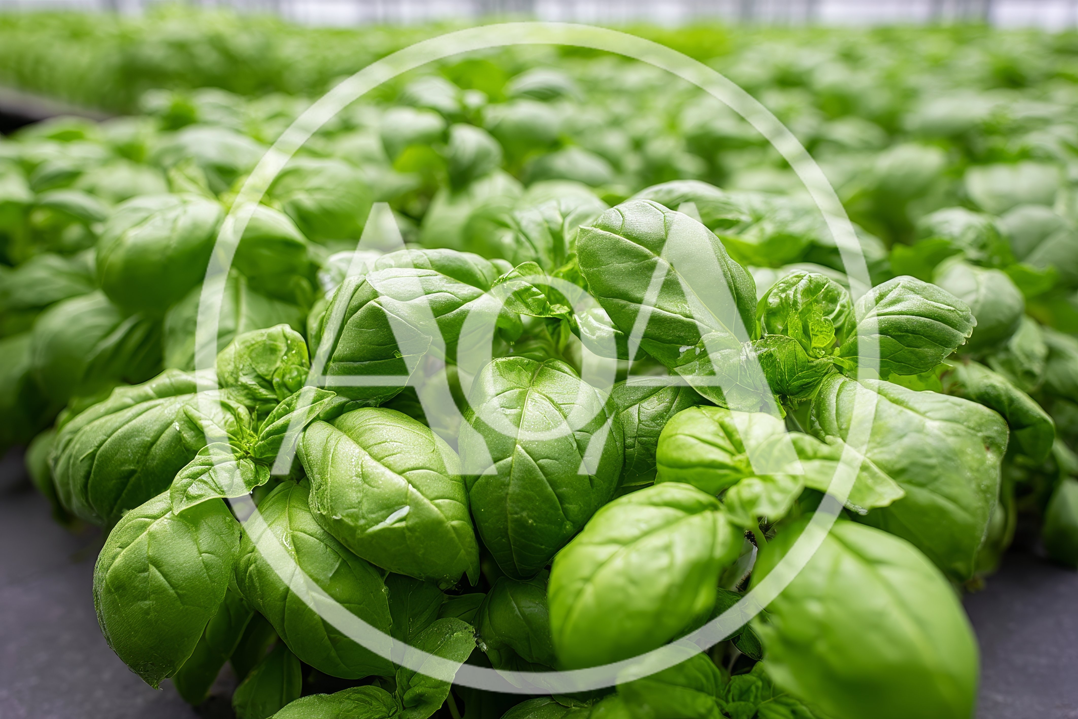 Fresh Green Basil Plants Growing In Greenhouse