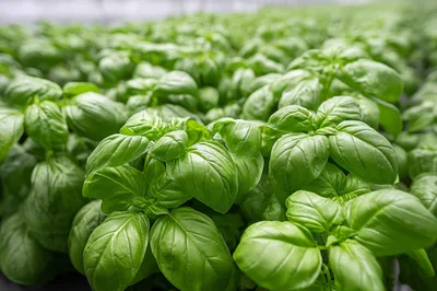 Fresh Green Basil Plants Growing In Greenhouse