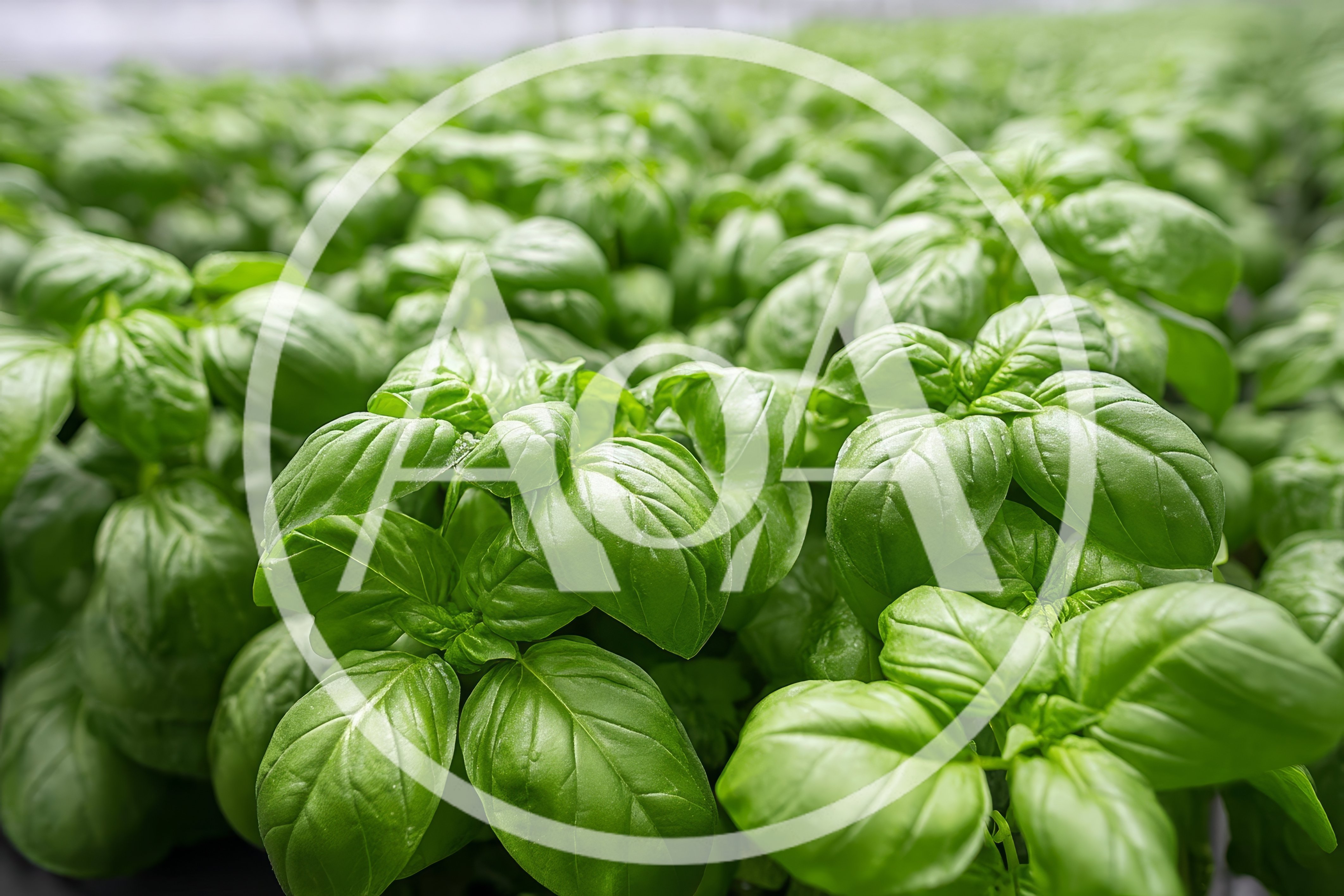 Fresh Green Basil Plants Growing In Greenhouse