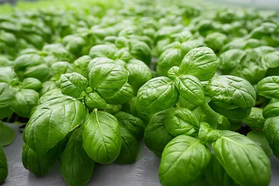 Fresh Green Basil Plants Growing In Hydroponic System