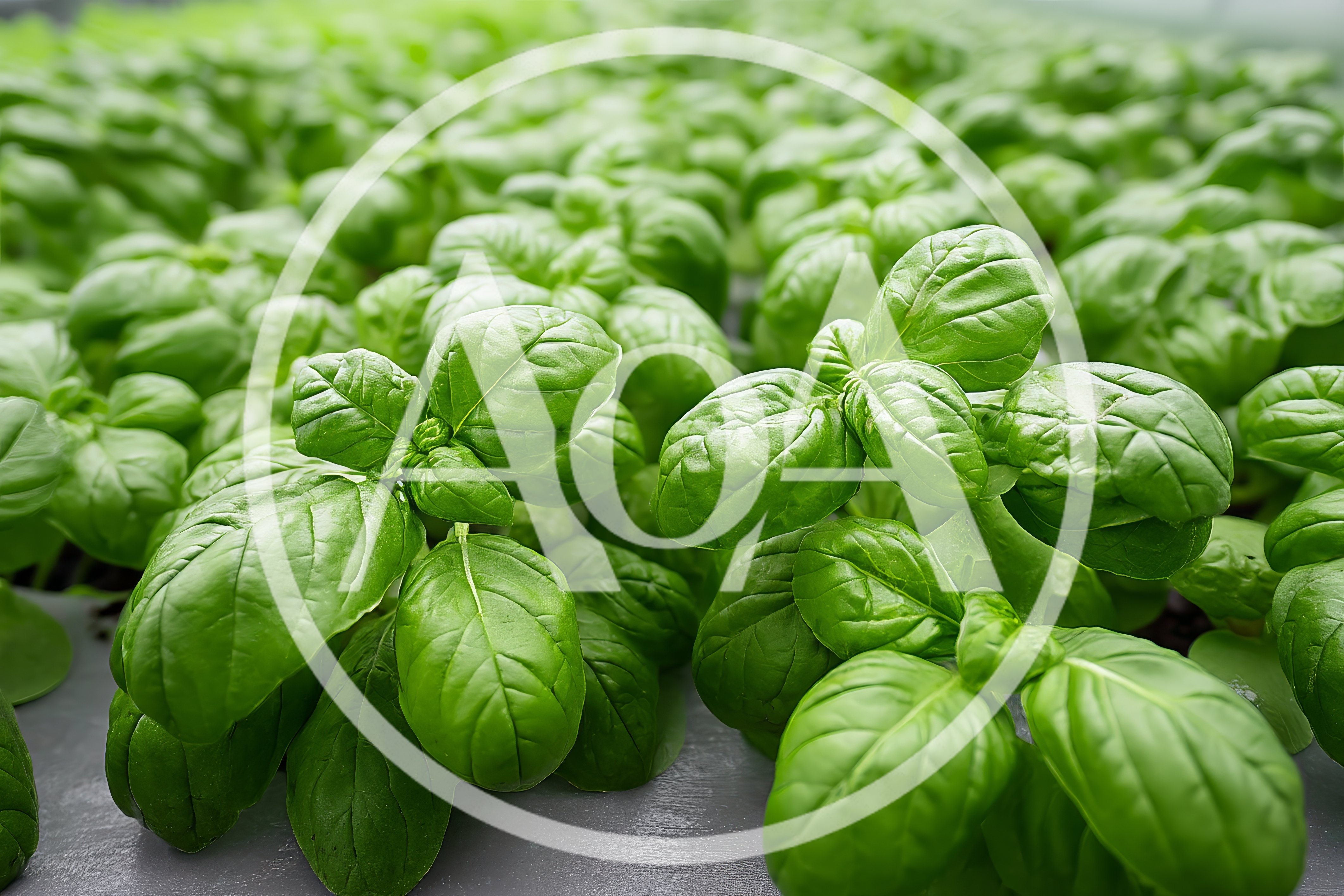 Fresh Green Basil Plants Growing In Hydroponic System