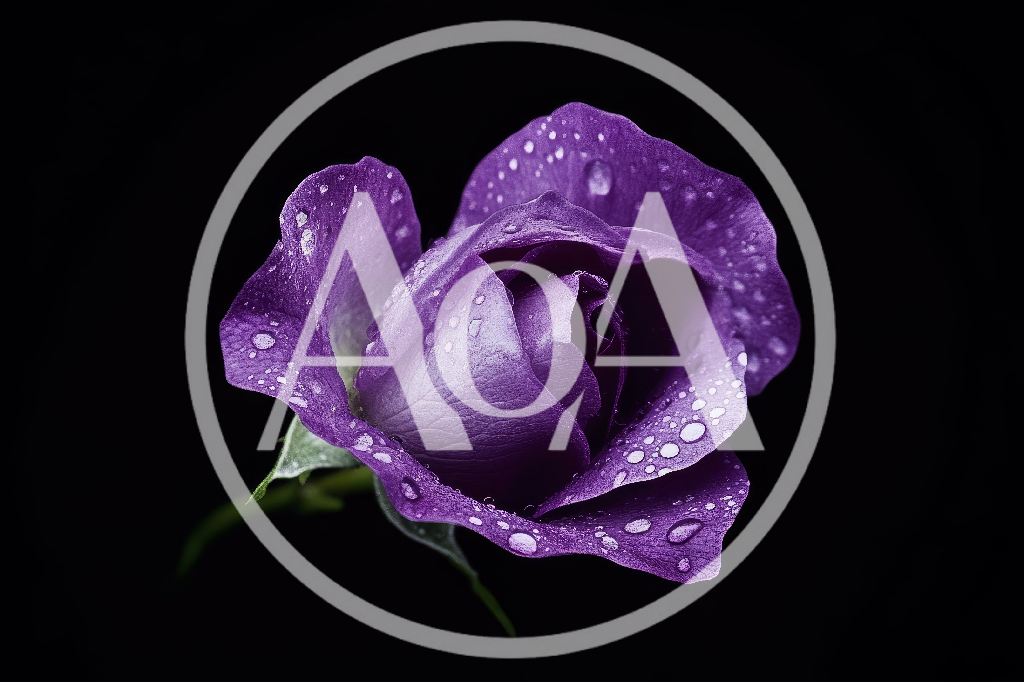 Single Purple Rose With Water Droplets
