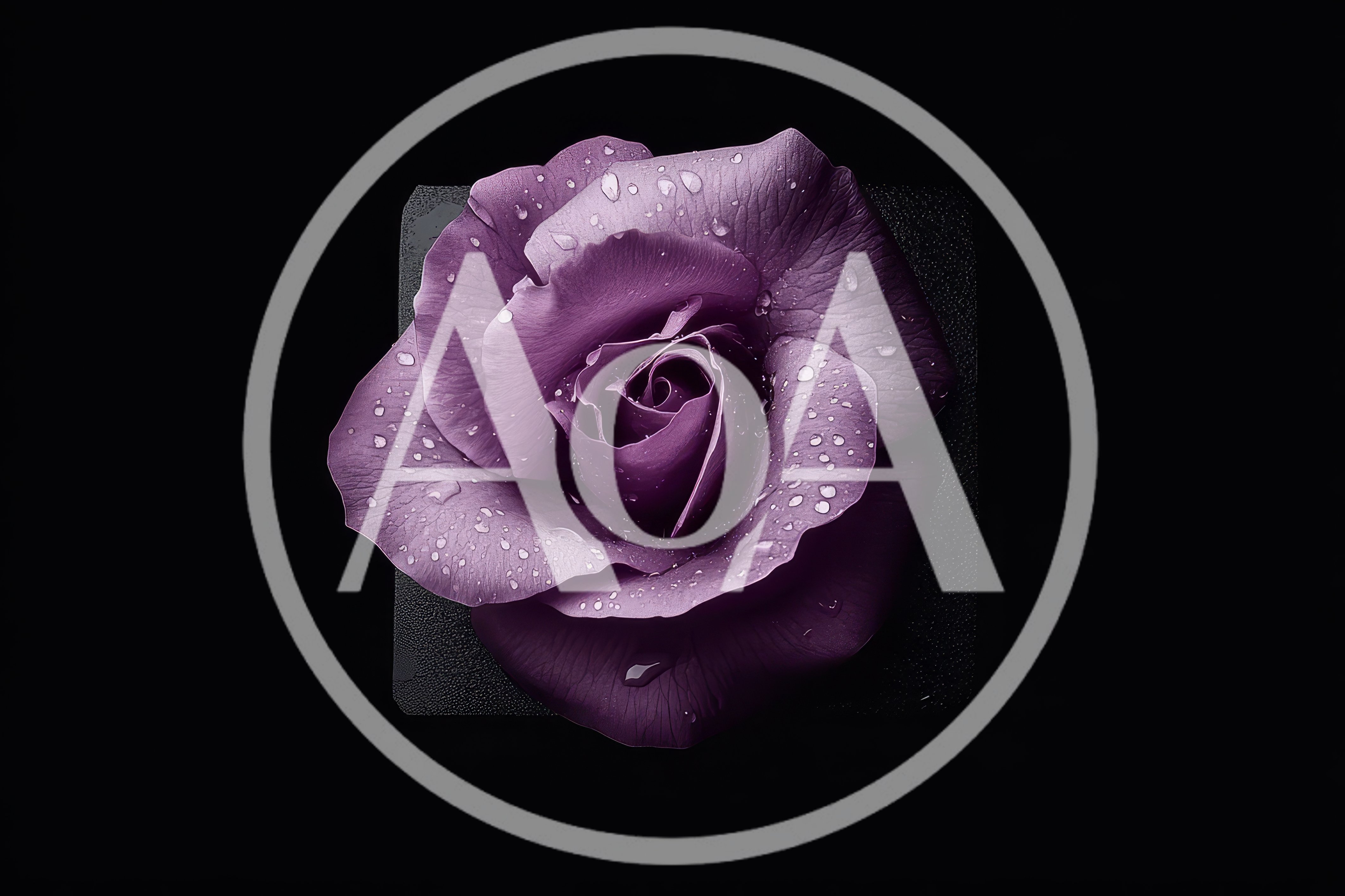Purple Rose With Water Droplets On Black Background
