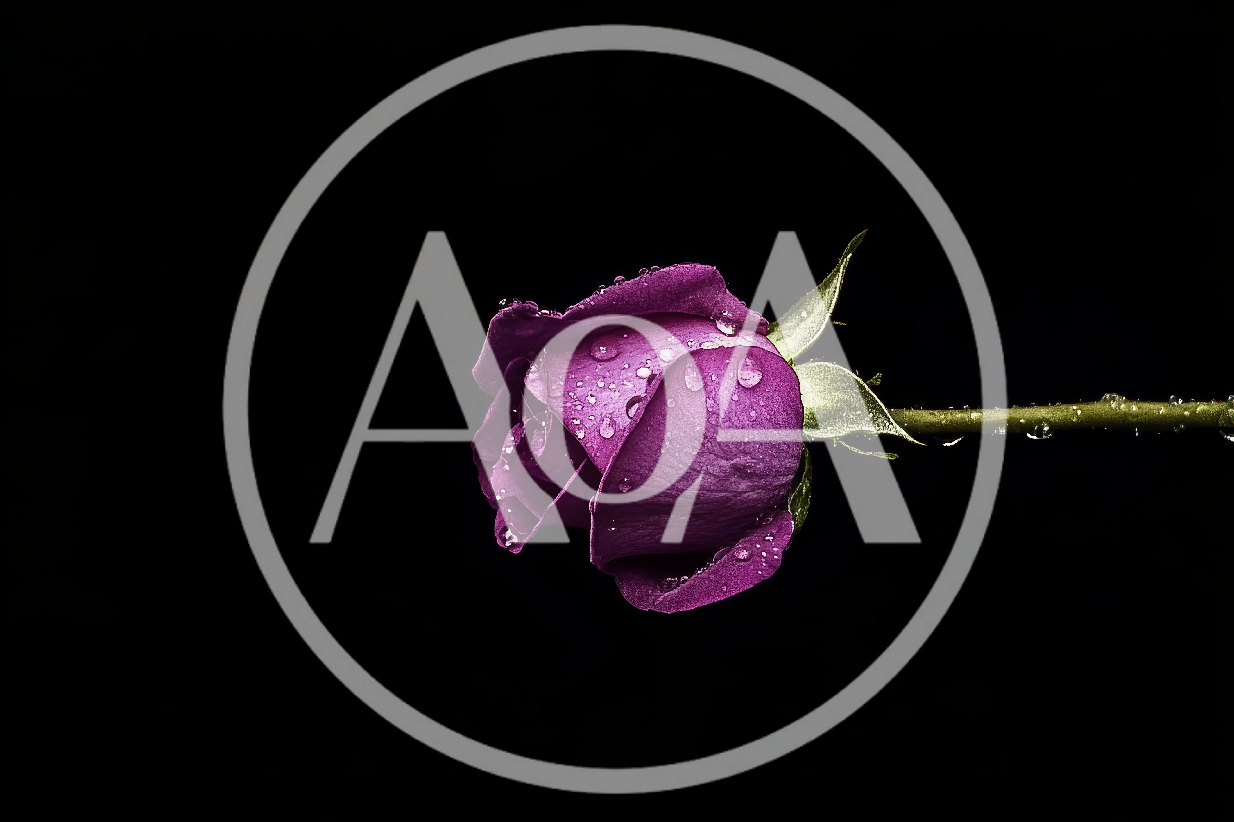 Single Purple Rose With Water Droplets On Black Background
