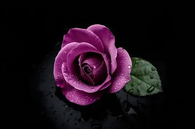 Single Purple Rose With Water Droplets On Black Background