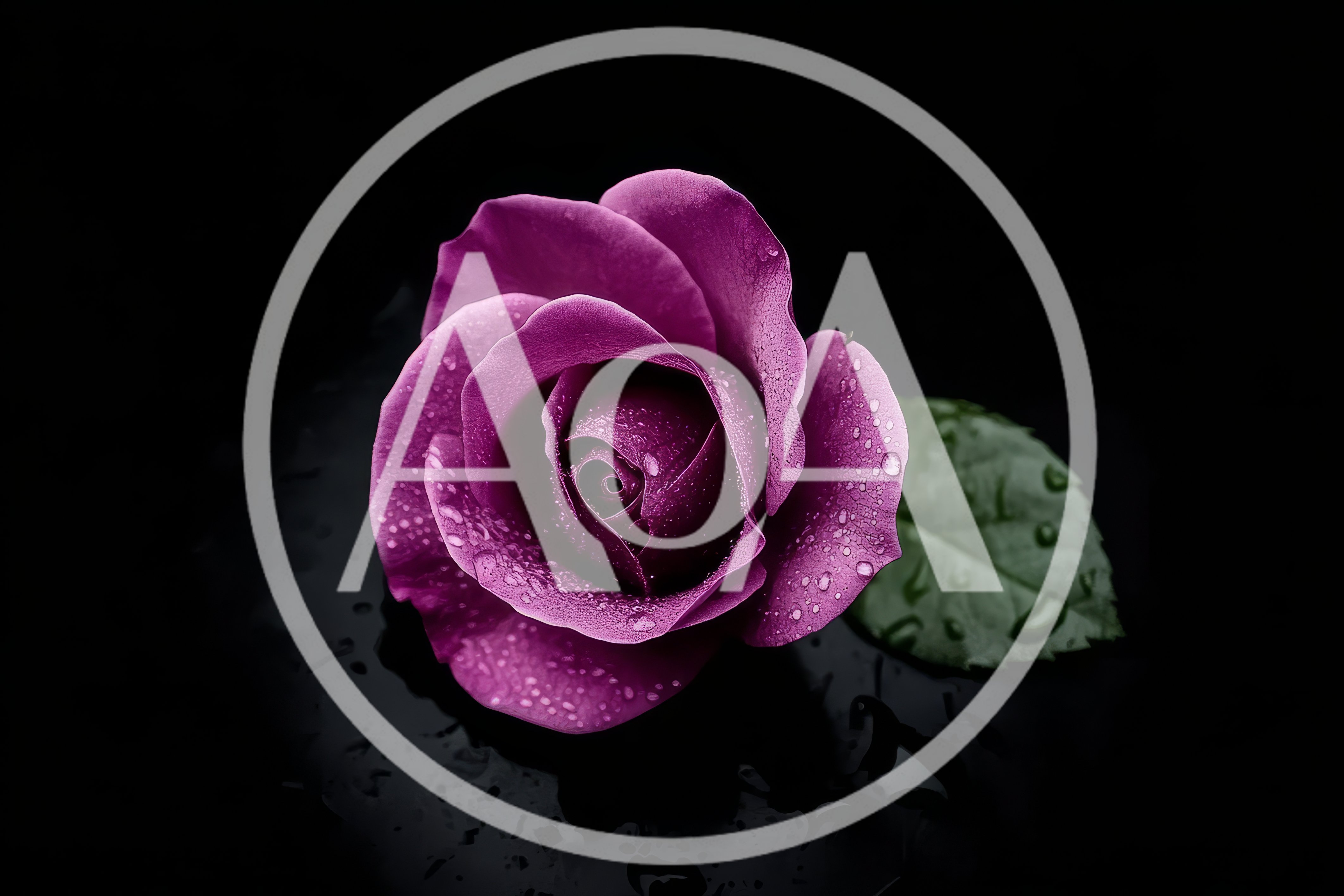 Single Purple Rose With Water Droplets On Black Background