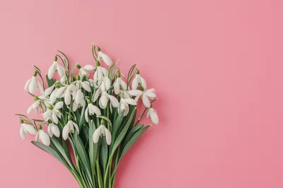 Bouquet Of Fresh White Snowdrops On Pink Background
