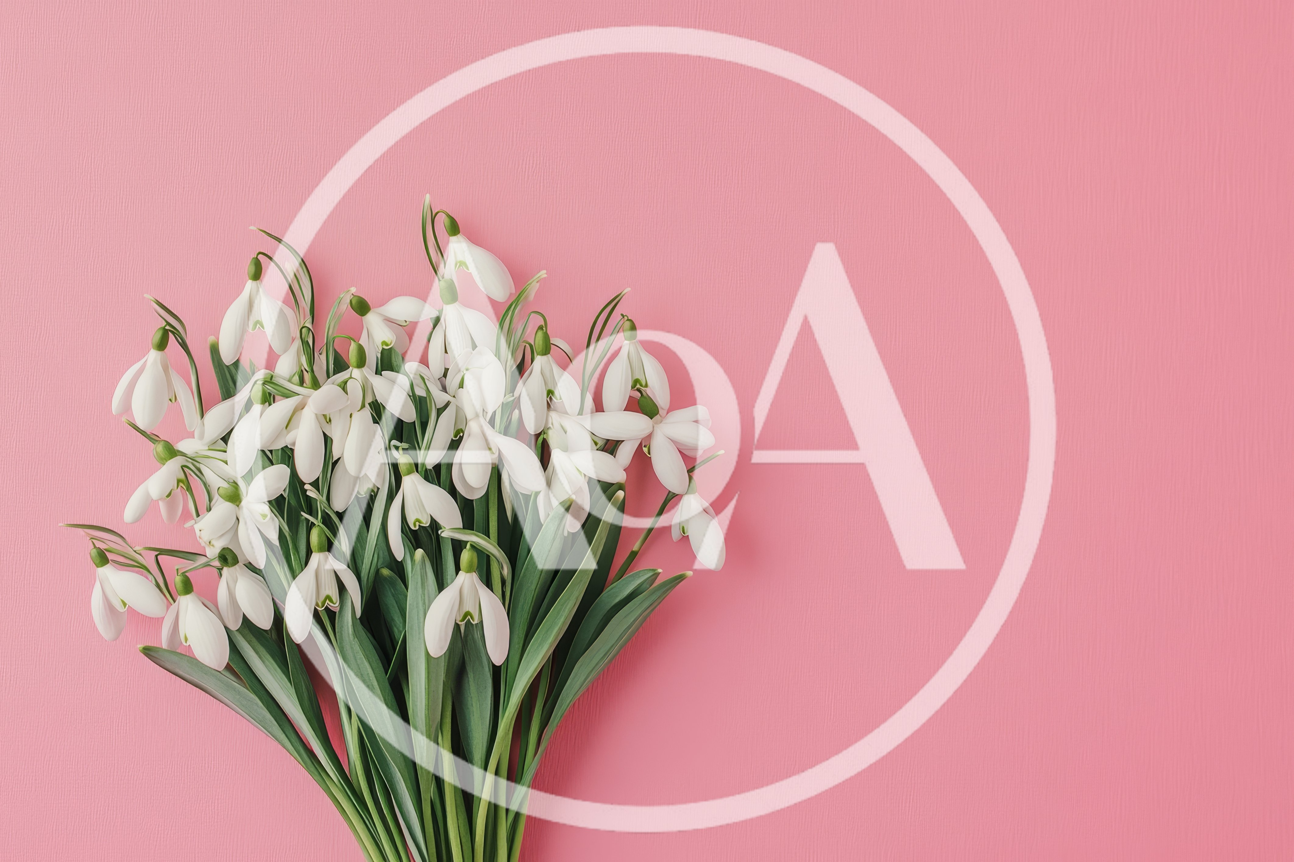 Bouquet Of Fresh White Snowdrops On Pink Background