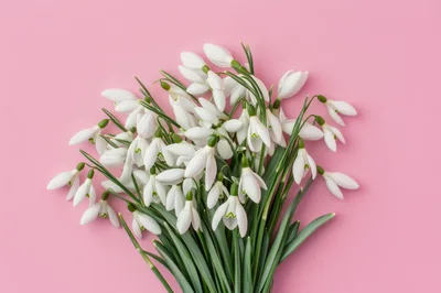 Bouquet Of Fresh White Snowdrop Flowers