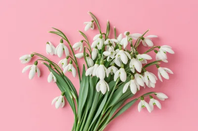 Bouquet of Fresh White Snowdrop Flowers on Pink Background