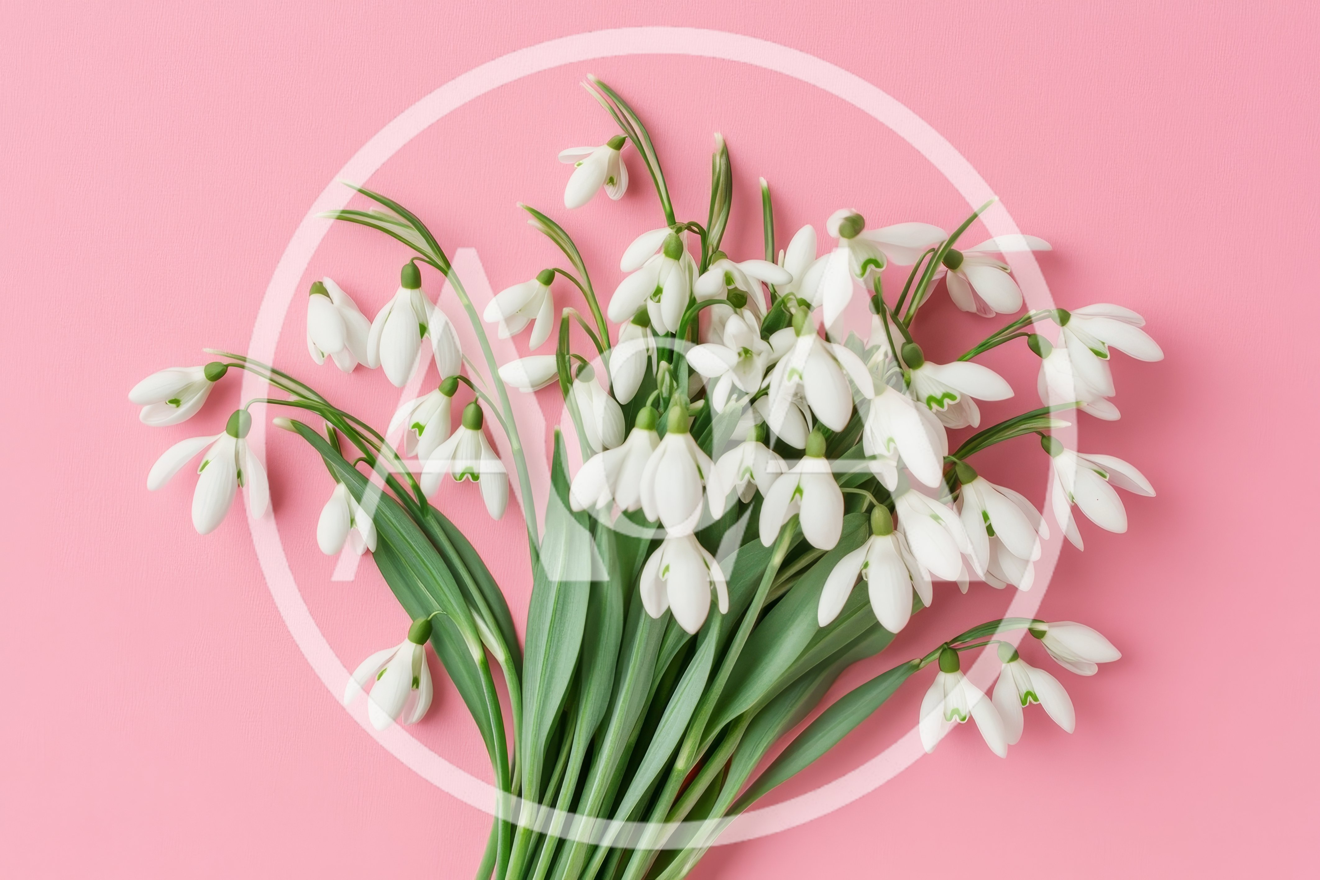Bouquet of Fresh White Snowdrop Flowers on Pink Background