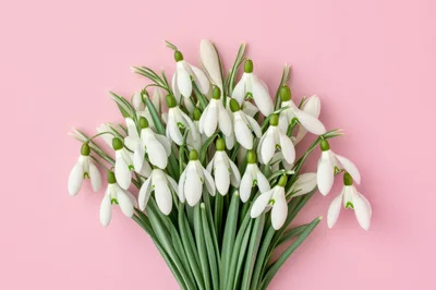 Bouquet of Fresh White Snowdrop Flowers on Pink Background