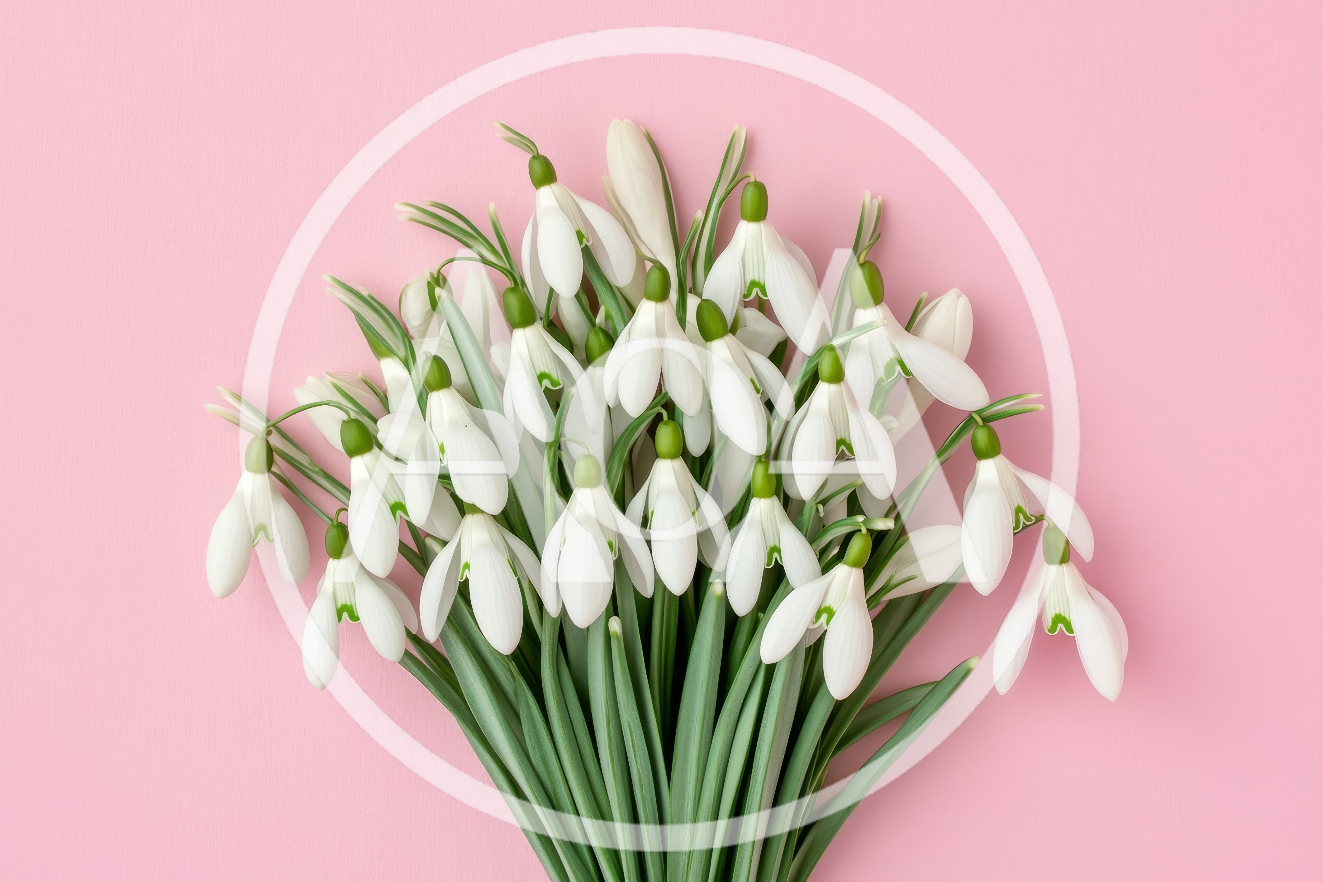 Bouquet of Fresh White Snowdrop Flowers on Pink Background