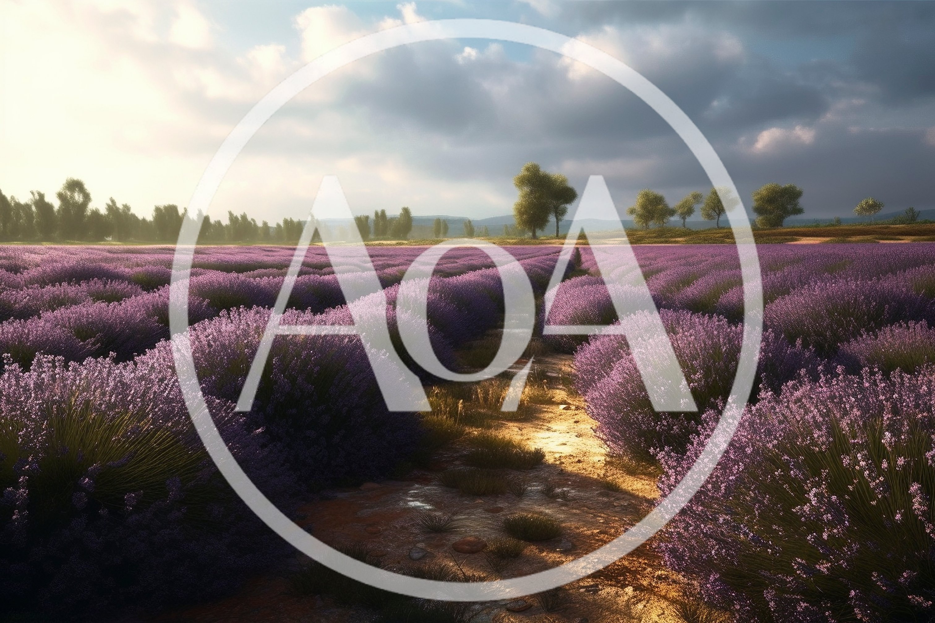 Vibrant Lavender Field Under A Dramatic Cloudy Sky