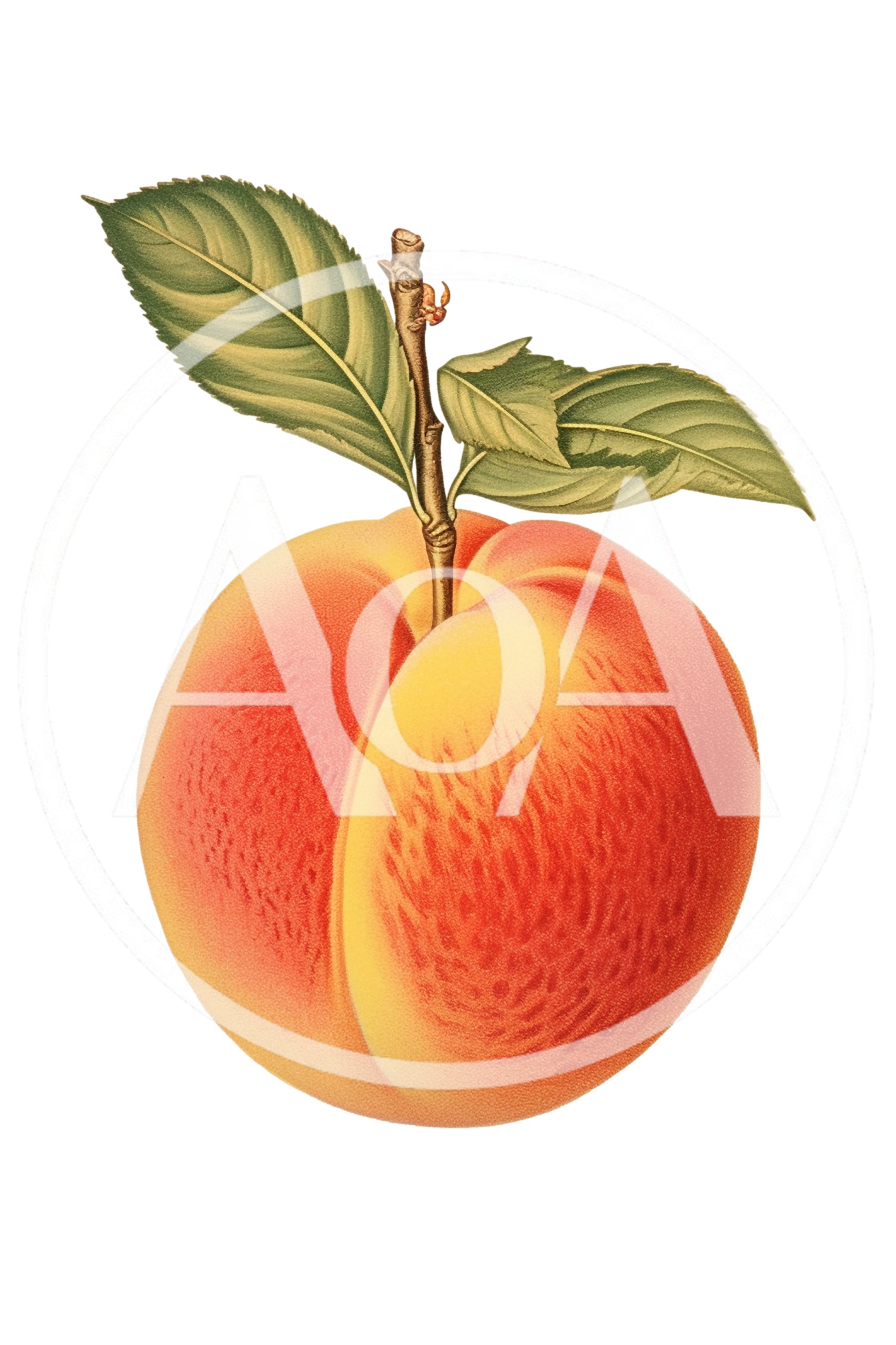 Vintage Botanical Illustration Of A Ripe Peach