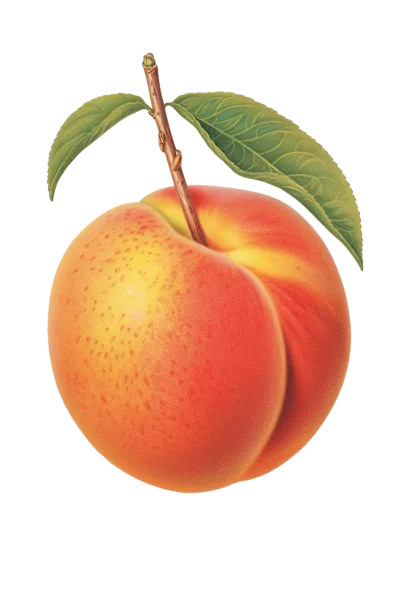 Single Ripe Peach With Green Leaves On White Background