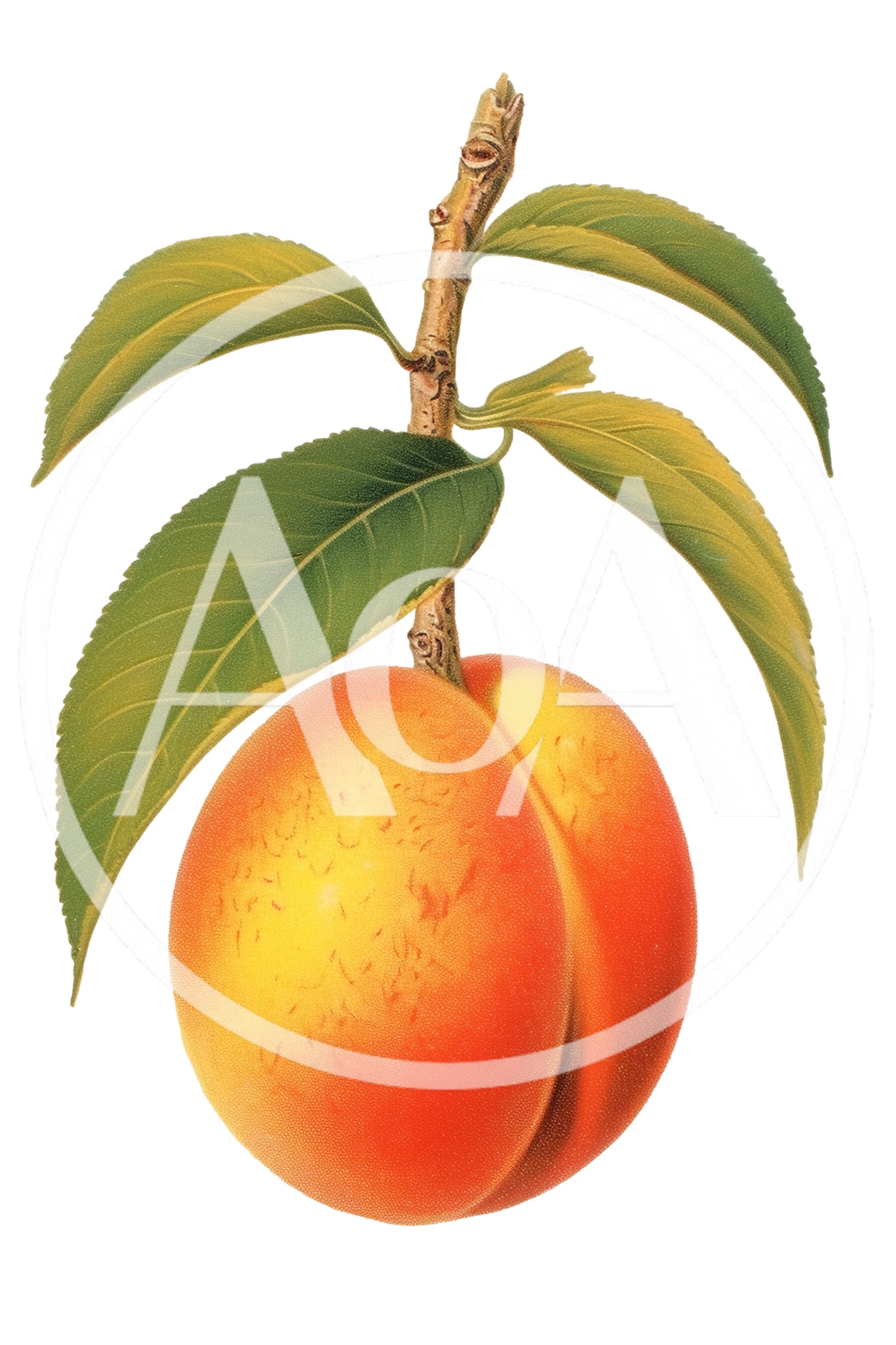 Botanical Illustration Of A Ripe Peach With Leaves
