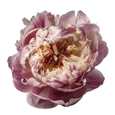Single Pink And White Peony Flower Isolated