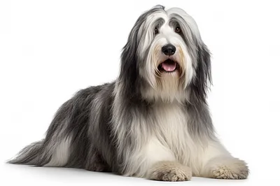 Bearded Collie Dog Lying Down On White Background