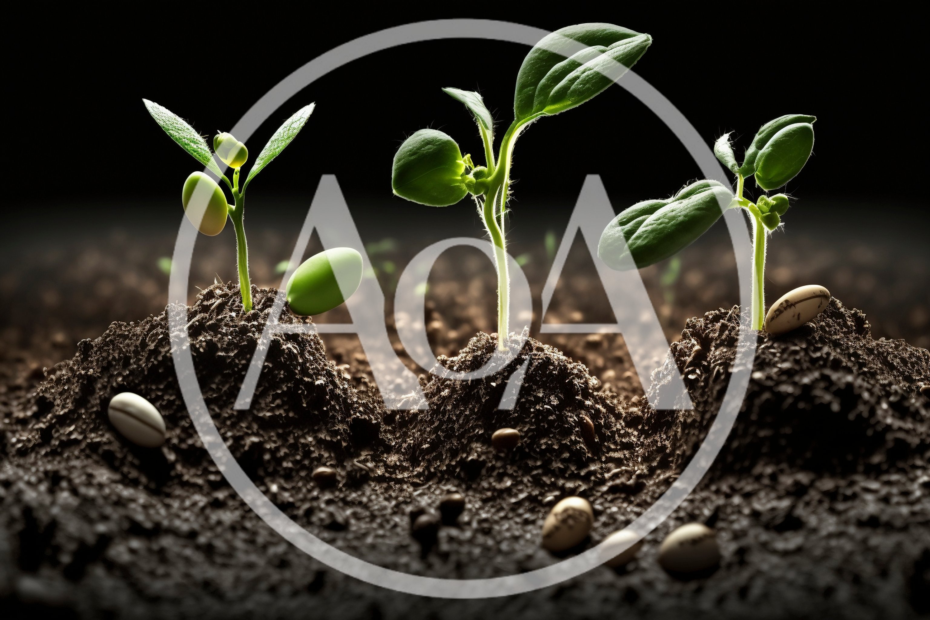 Three Young Green Seedlings Growing From Fertile Soil