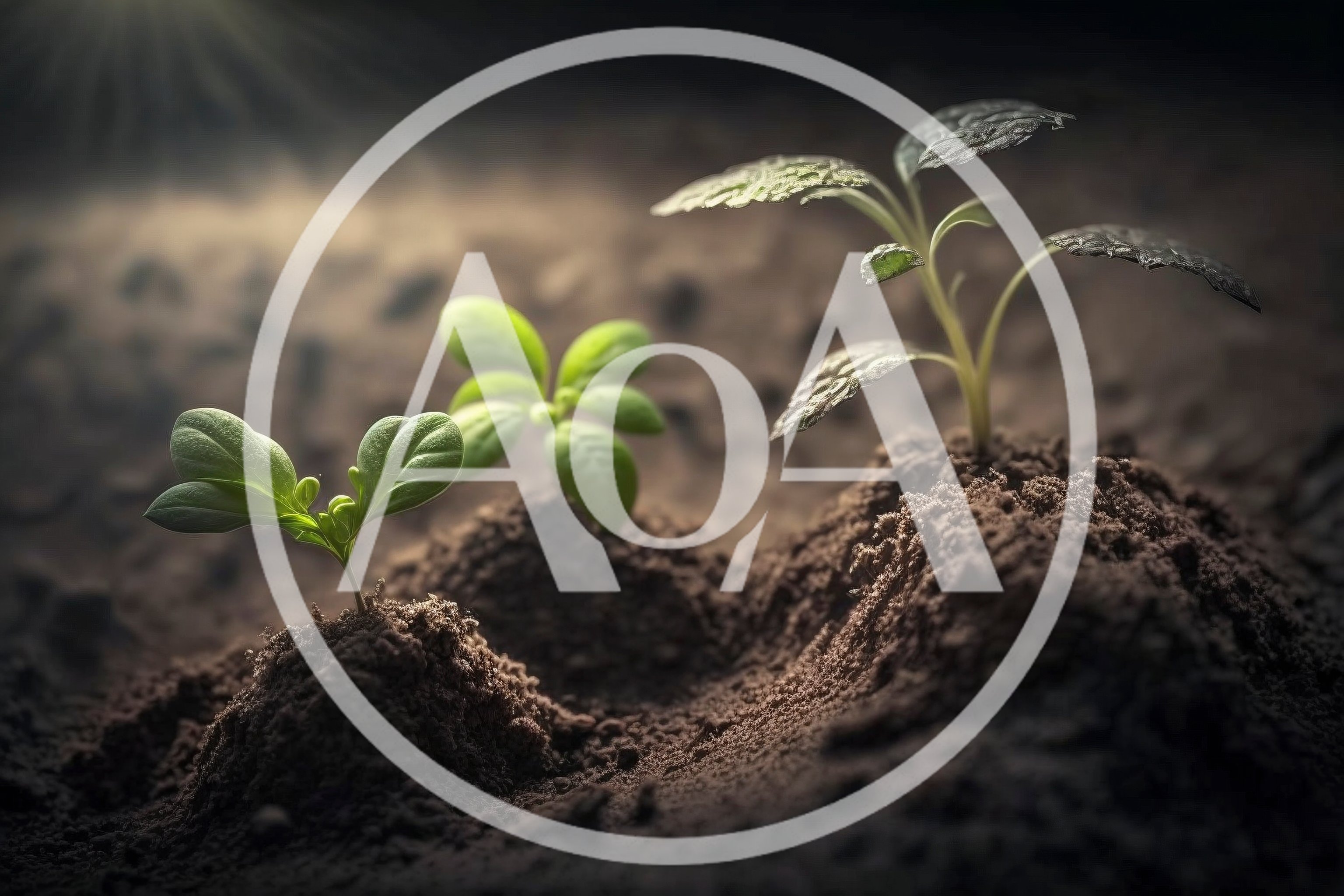 Three Small Green Seedlings Growing In Dark Soil