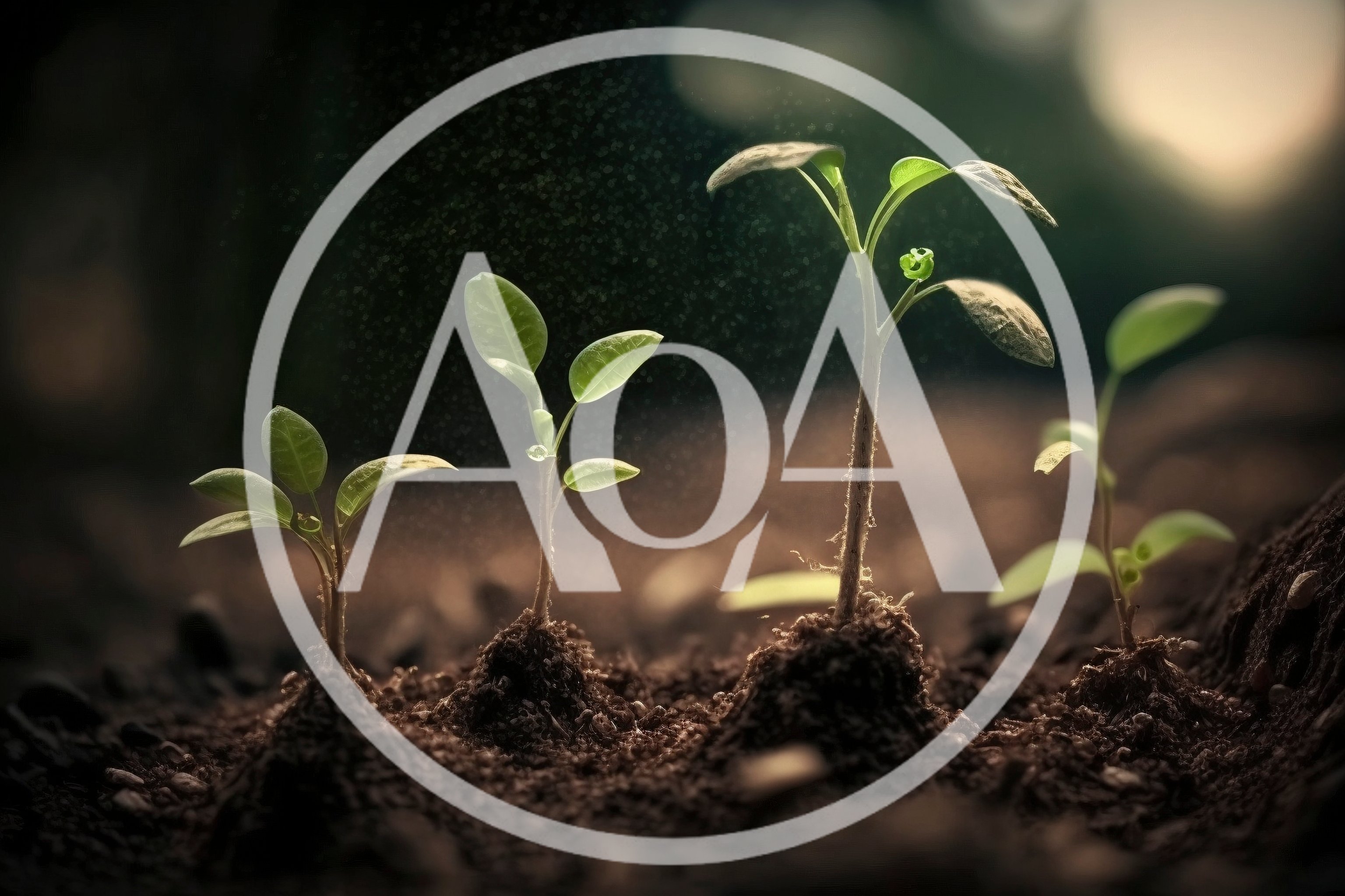 Four Small Green Seedlings Growing In Fertile Soil