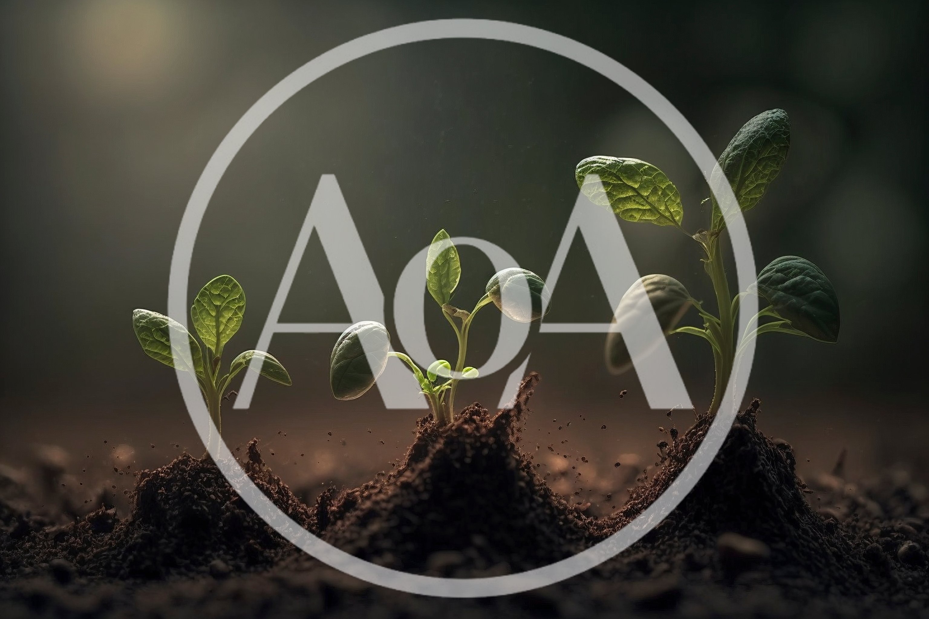 Three Green Seedlings Growing In Dark Soil