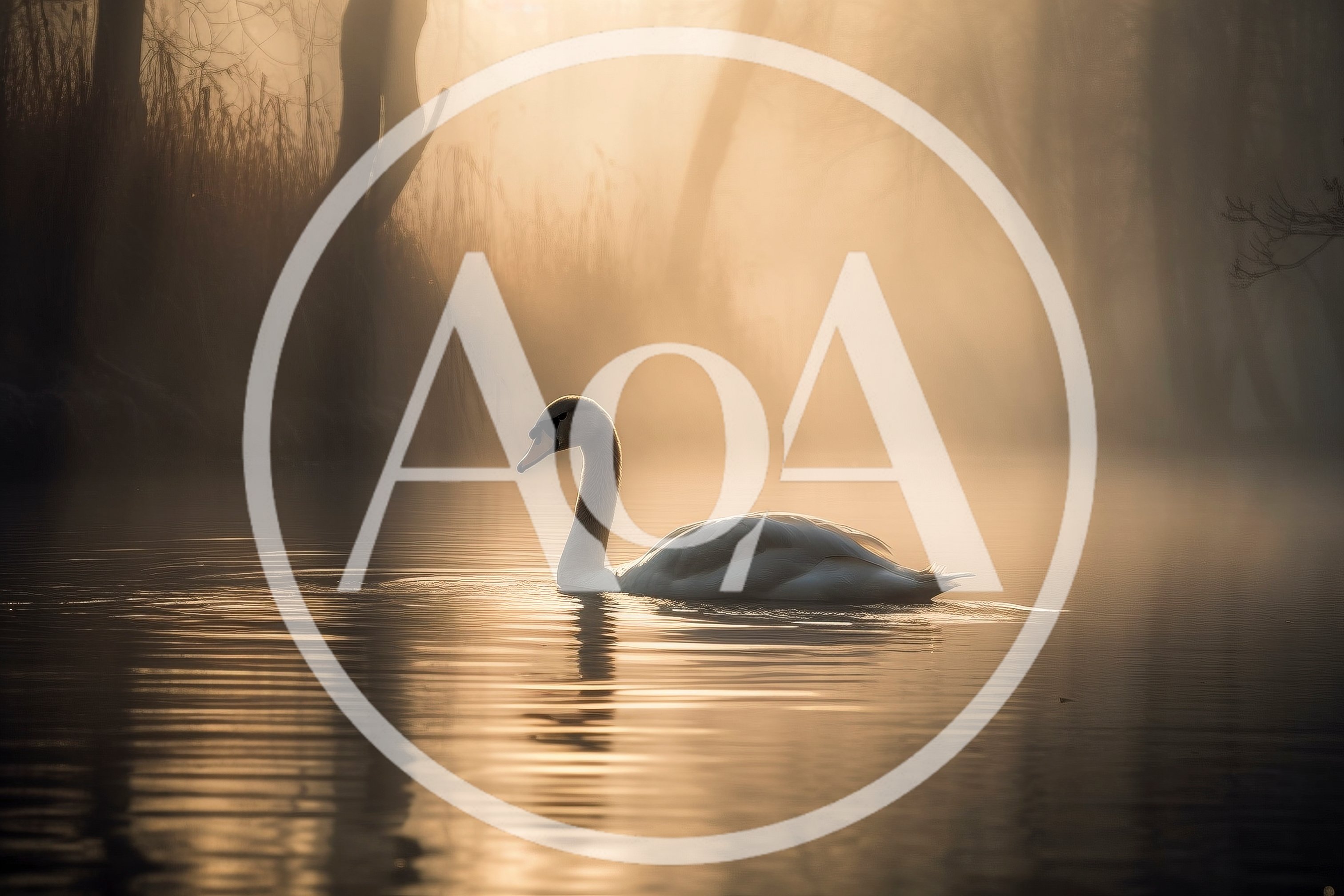 Graceful Mute Swan Swimming on Misty Lake