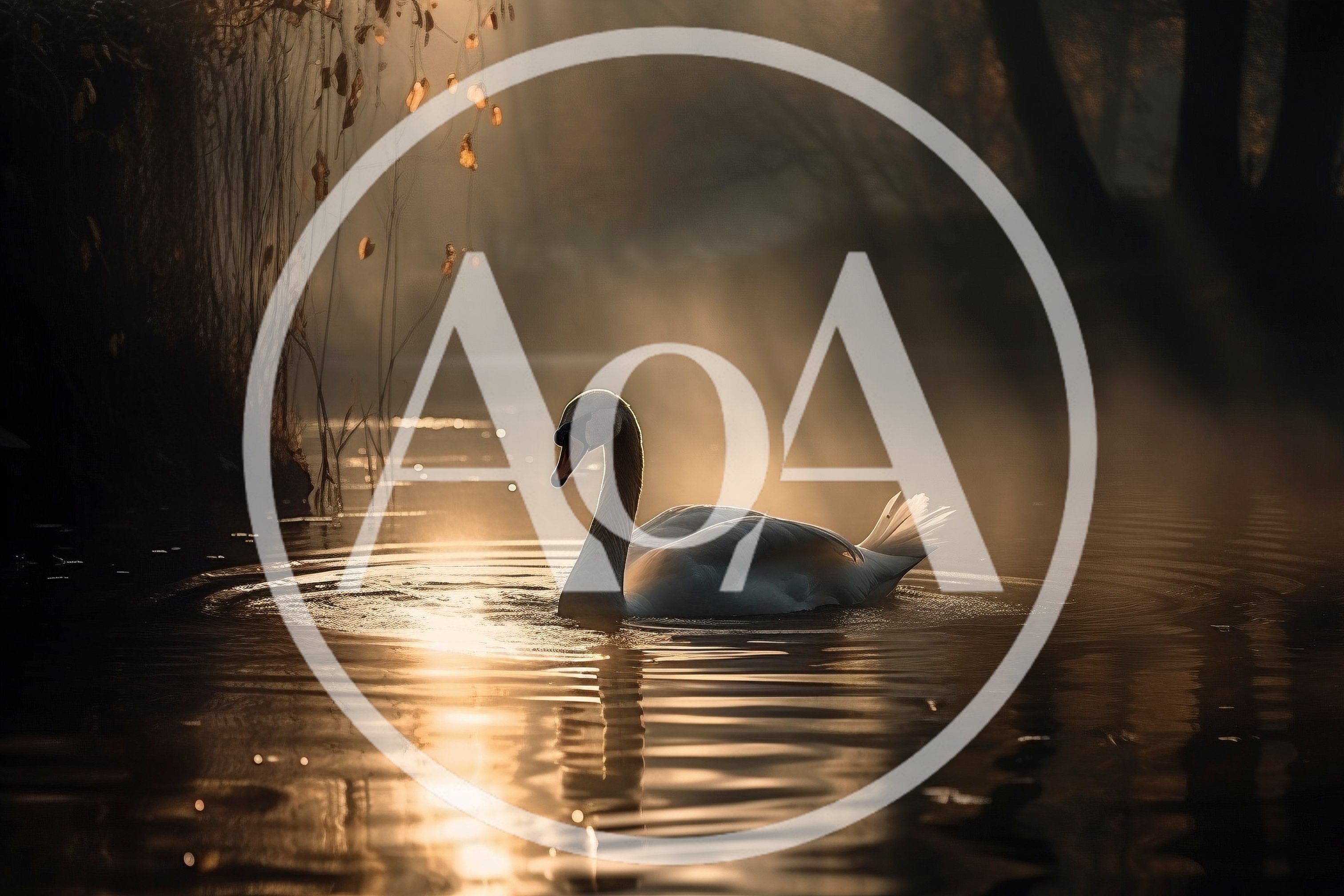 Graceful White Swan Swimming In Misty Golden Pond