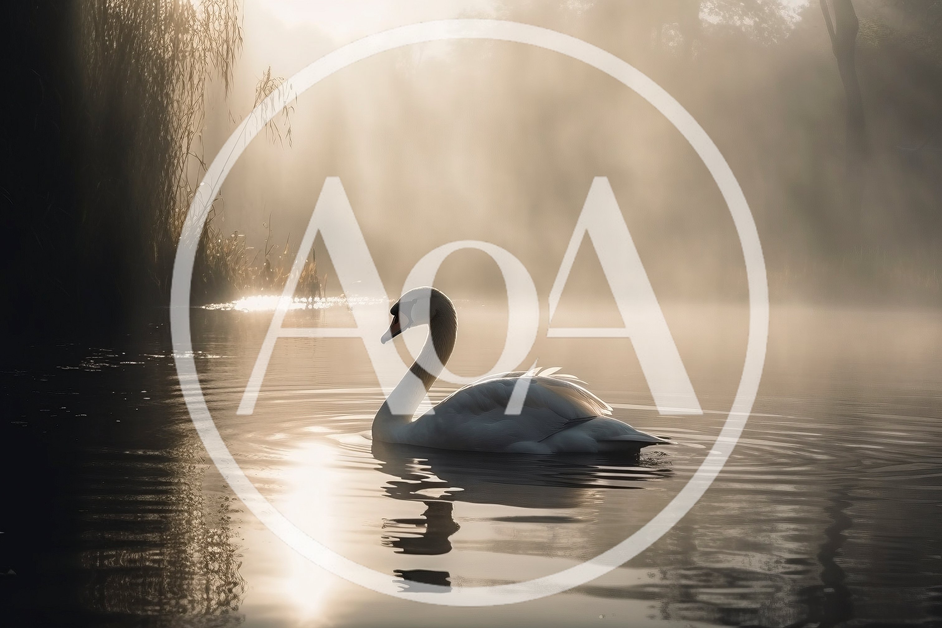 Graceful White Swan Swimming on Misty Lake