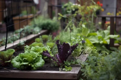 Fresh Leafy Greens Growing In A Wooden Garden Bed