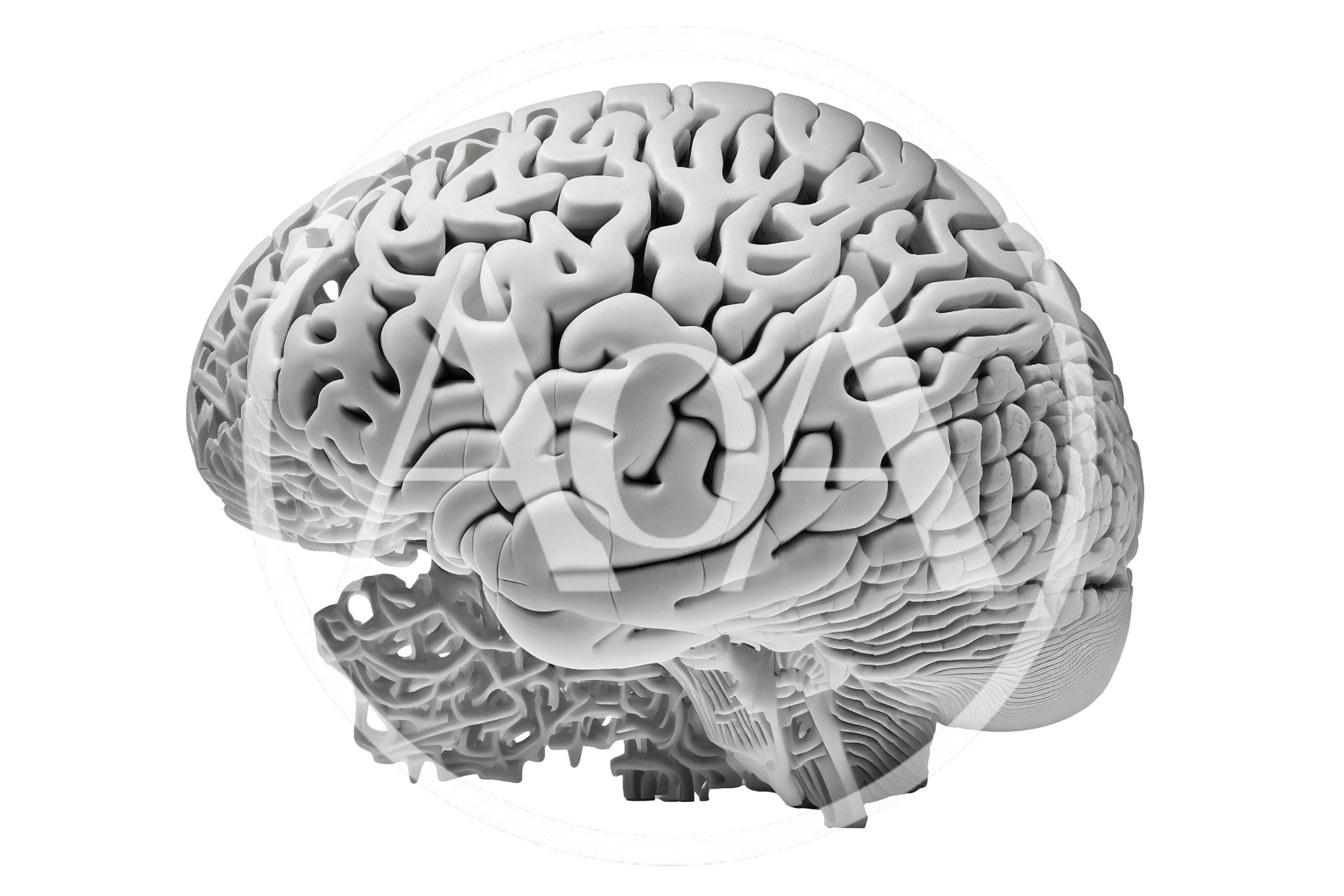 3D Rendered Human Brain Model On White Background