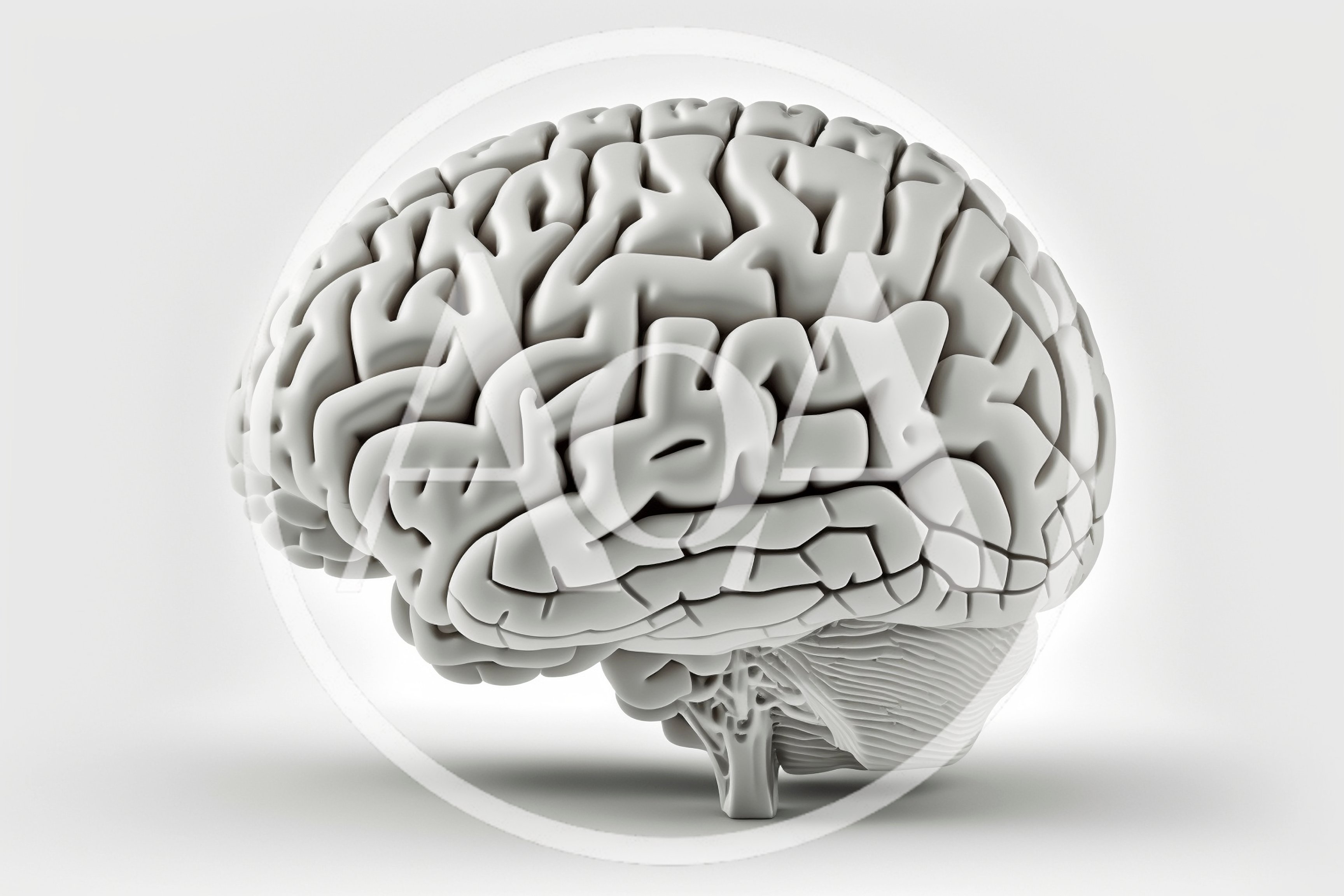 3D Rendered Human Brain Model On White Background