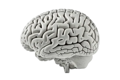 3D Render Of A Human Brain Model