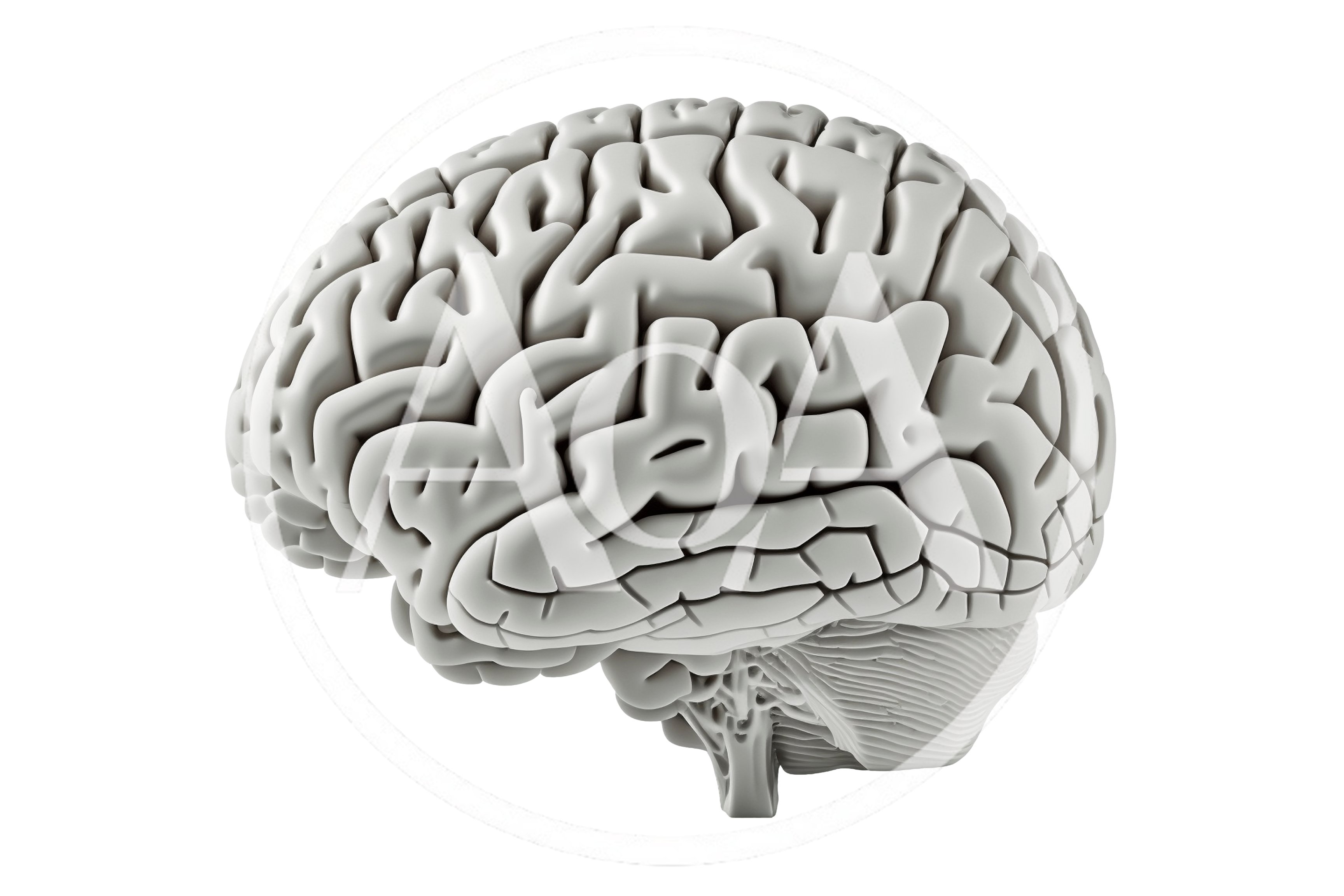3D Render Of A Human Brain Model